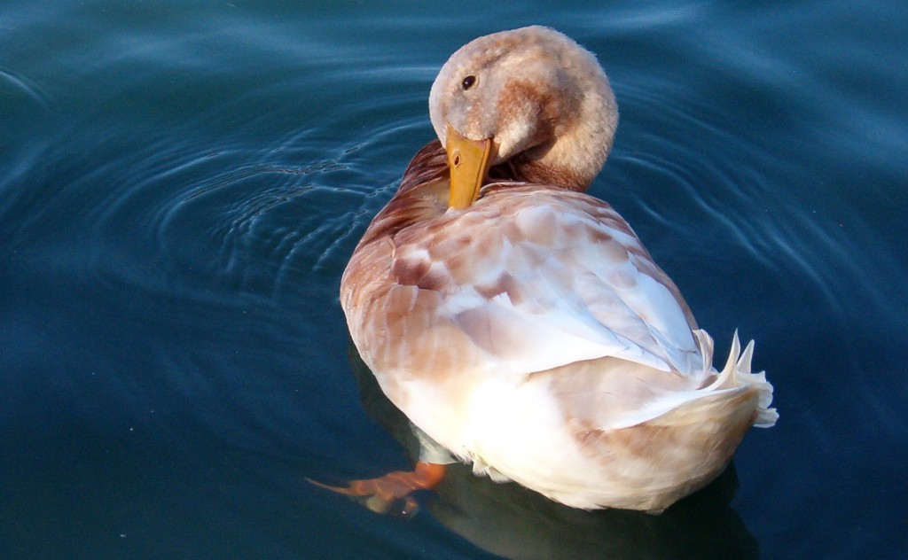 Cream-Colored Duck