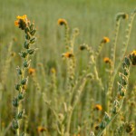 Yellow Buds