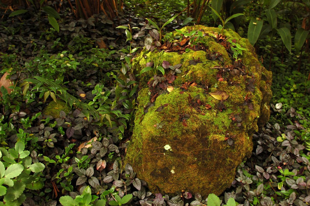 Moss-Covered Rock