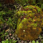 Moss-Covered Rock