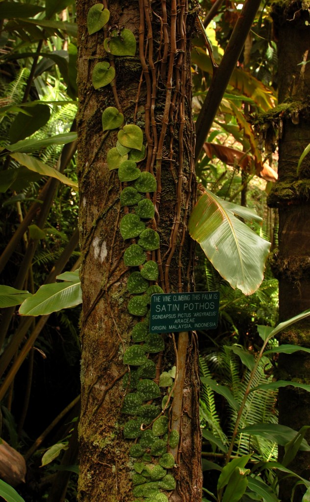 Satin Pothos