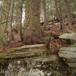 Tree and Stones