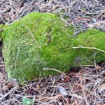 Moss-Covered Rocks