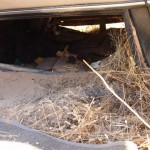 Car Crash
